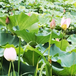 缪生勤 - 桂花香 (伴奏)