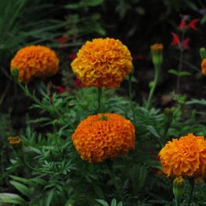 I Miss You (Like Flowers Miss The Moon)