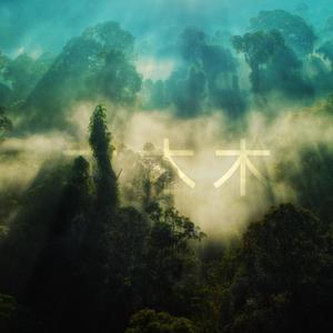 林中梦境 (Dream in The Forest)