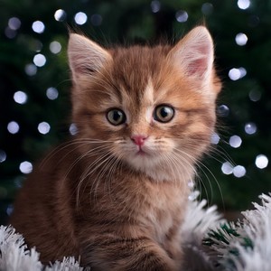 Una Melodía Ronroneante De Paz