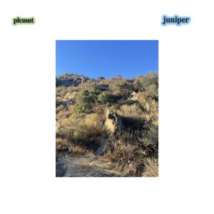 juniper