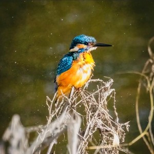 Meditation Birds