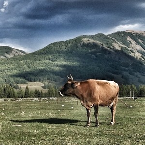 Alukeerqin 阿鲁科尔沁