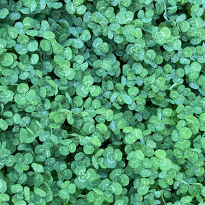 I Do Not Sit Well In The Carriage