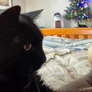 A tribute to Mr Kenny (Little healer)