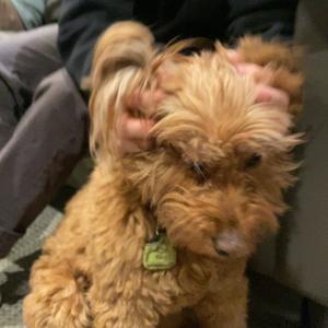 Tom Fowler - |Fée - FKJ|