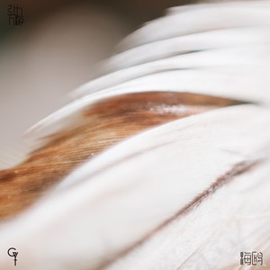 海鸥