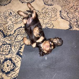 fomo - louie louis remix