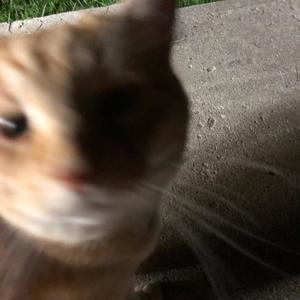 Missed Calls (feat. expulsing) (Explicit)