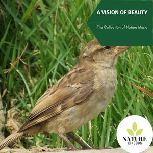 A Vision of Beauty - The Collection of Nature Music