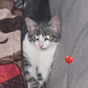 Ho (Hai) Il CuOre SpEzZaTo!!: ( (Explicit)