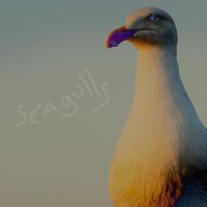 Seagulls