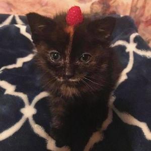 vado crazy (feat. Ronnie Boy) (Sped Up) (Explicit)