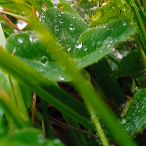 Звук Дощу Relax