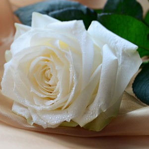 山茶花不懂白玫瑰