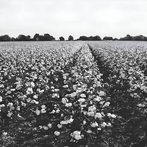 Bring me cotton and freedom