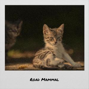 Road Mammal