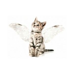 Montagem Miau (Mylancore)