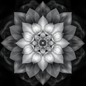 Alpha Flow Abundance Energy Activation