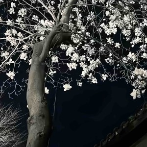 青丝 (和声伴奏回忆杀)封面