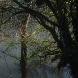 Artefacts from an Ornate Collection
