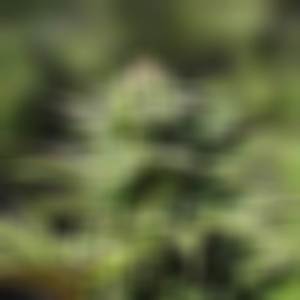 High **** (Explicit)