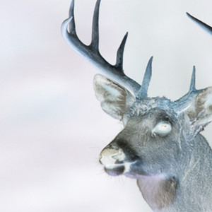 Buck (Explicit)