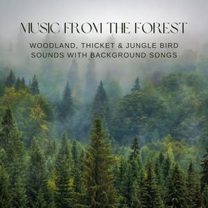 Music from the Forest: Woodland, Thicket & Jungle Bird Sounds with Background Songs