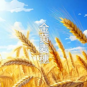 金黄麦穗