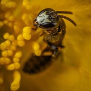 Bee