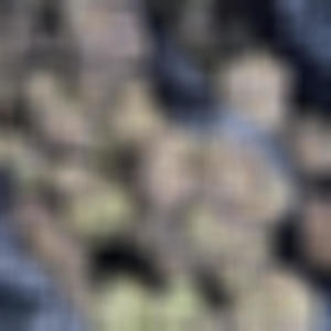 Baby Drill Flow (Radio Edit|Explicit)