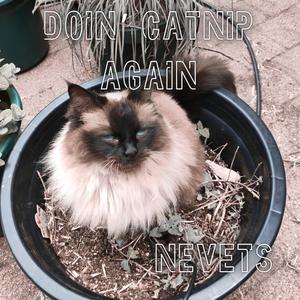 Doin' Catnip Again
