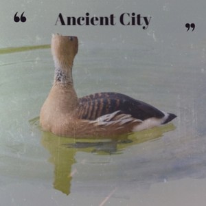 Metamorphoses in the Pool