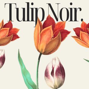 Tulip Noir (Love in Soft Tones, Sweet Lovers)