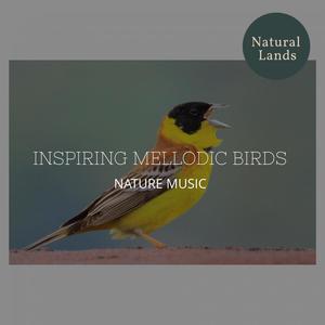 Inspiring Mellodic Birds - Nature Music