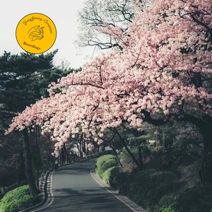 杨吉铭 - “樱花”主题幻想曲