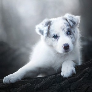 单身狗伴奏 (伴奏)