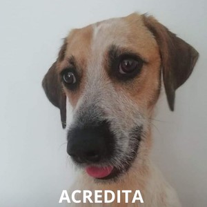 Acredita