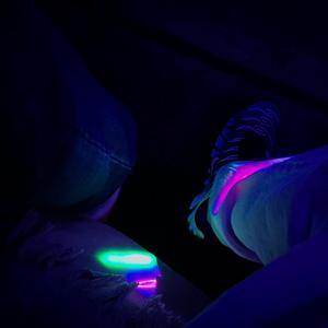 Prabangiai (feat. nojq) (Explicit)