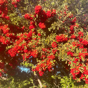 Hot To Go (feat. amaysie) (Explicit)