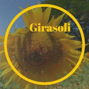 Girasoli