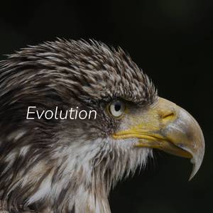 Evolution (Remixes)