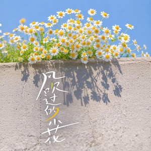 风吹过的小花 (伴奏)