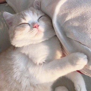 做我的猫封面