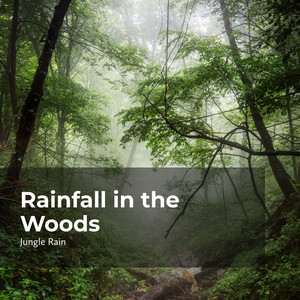 Rainfall in the Woods