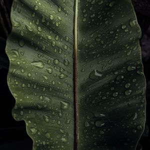 Frudubines