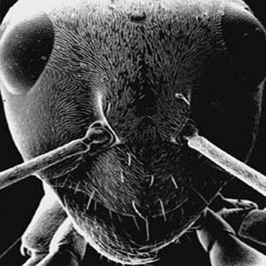 Transdubstantiation c. Raman