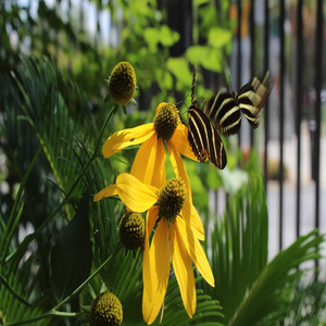 Bach Spurious - Air in G (Voice one)