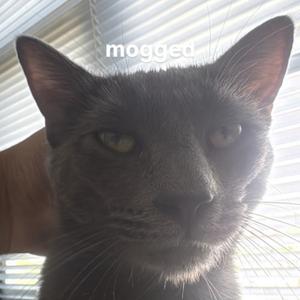 visualEmotion (Explicit)