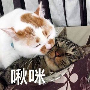 黑户系列4